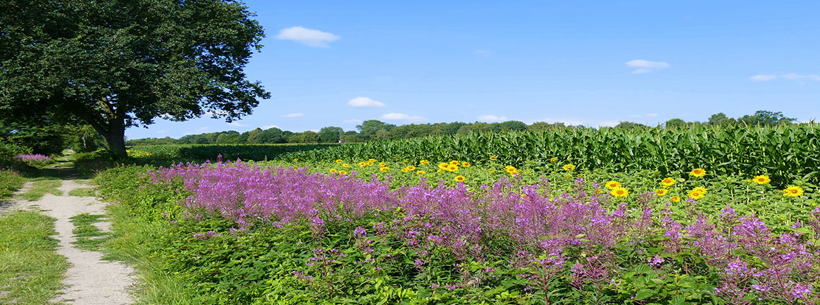 Blühstreifen